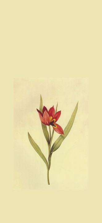 Tulipa agenensis in Les liliacees