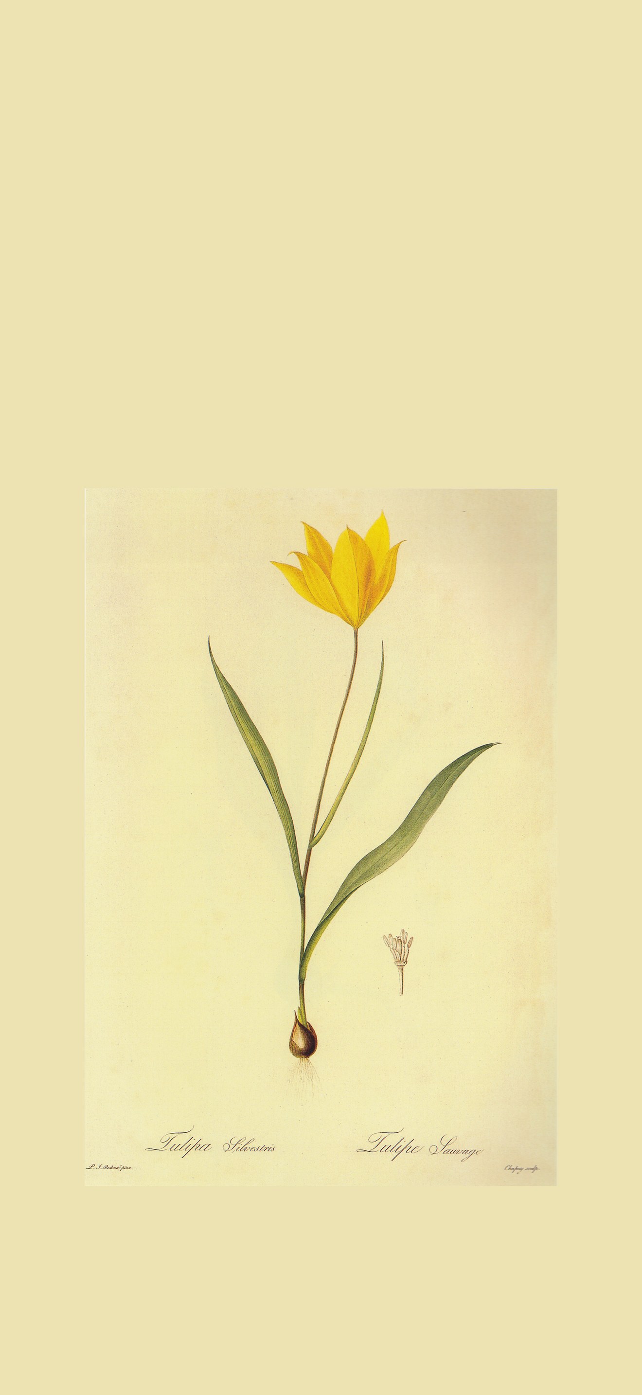 Tulipa sylvestris in Les liliacees