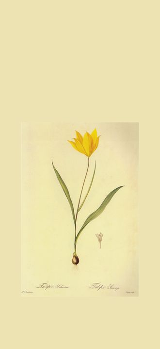 Tulipa sylvestris in Les liliacees