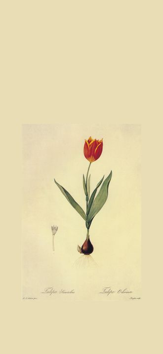 Tulipa suaveolens in Les liliacees