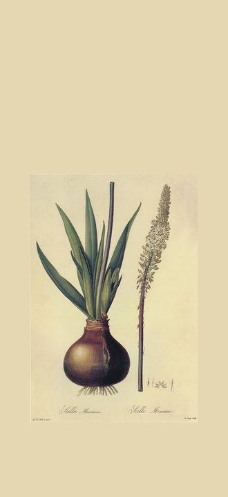 Urginea maritima in Les liliacees