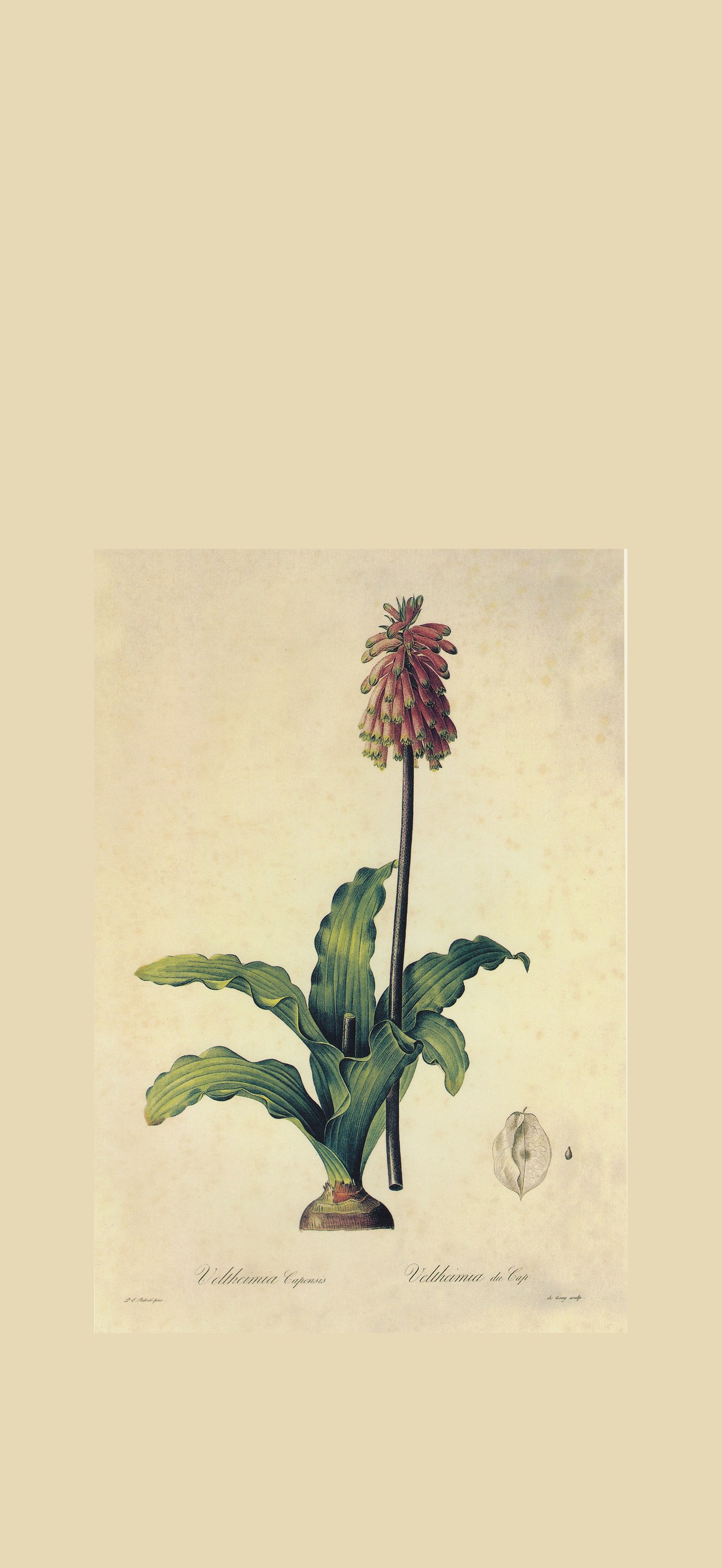 Veltheimia bracteata in Les liliacees