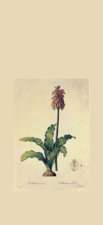 Veltheimia bracteata in Les liliacees