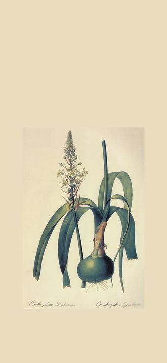Ornithogalum longibracteatum in Les liliacees
