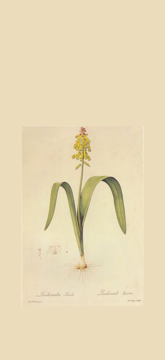 Lachenalia luteola in Les liliacees