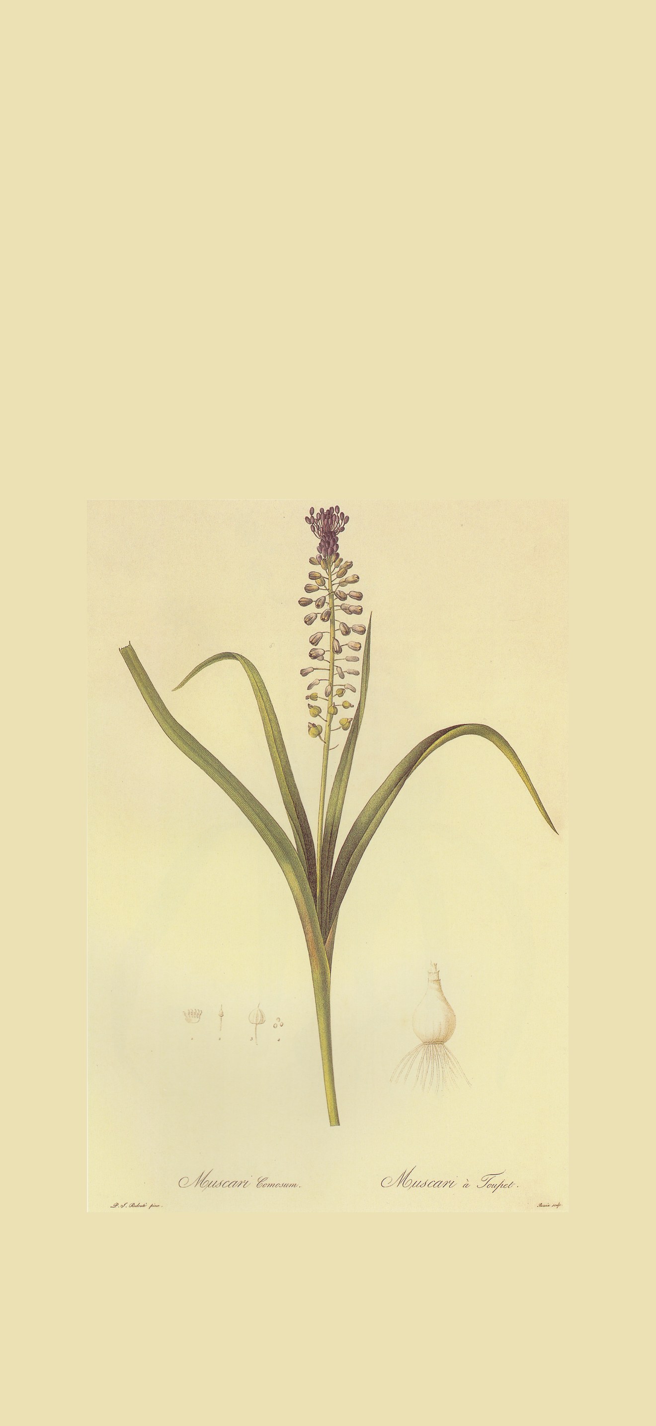 Muscari comosum in Les liliacees