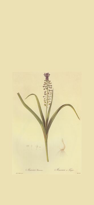 Muscari comosum in Les liliacees