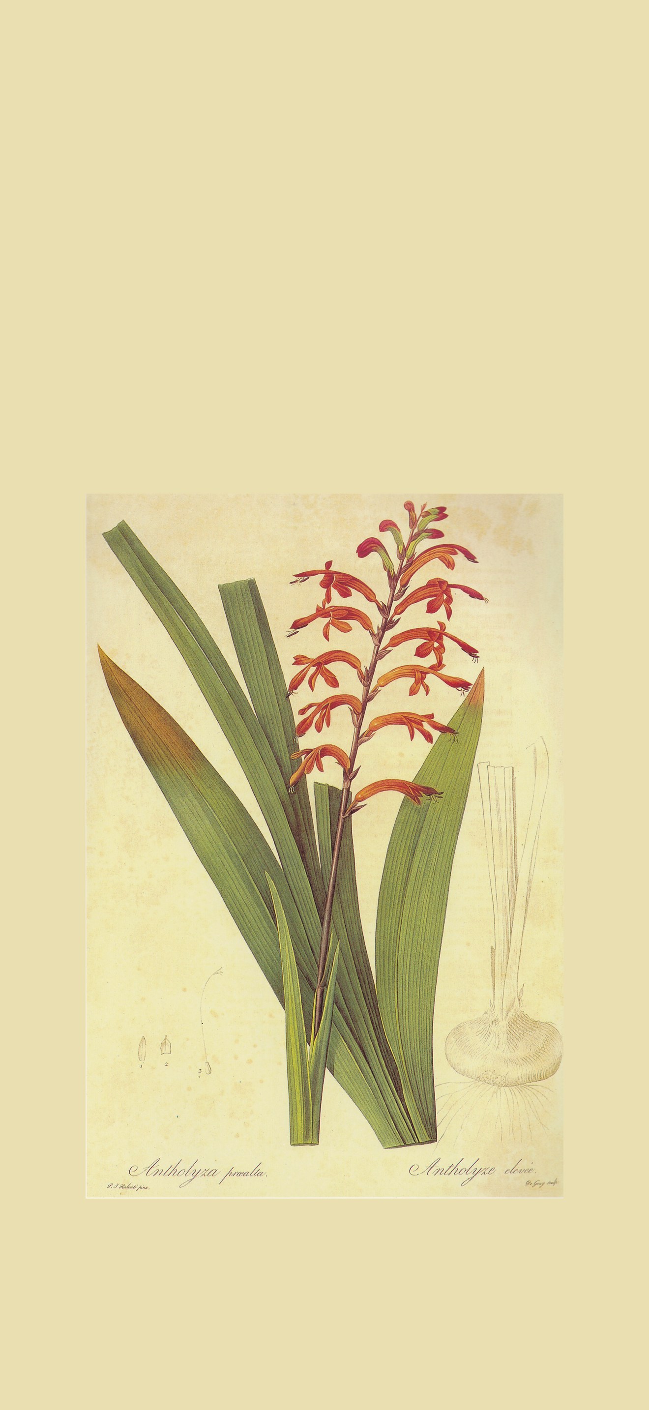 Chasmanthe aethiopica in Les liliacees