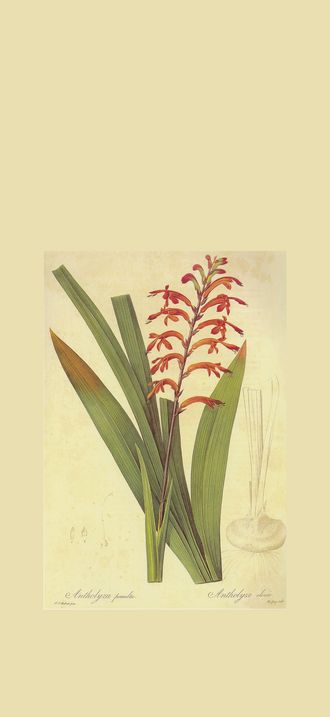 Chasmanthe aethiopica in Les liliacees