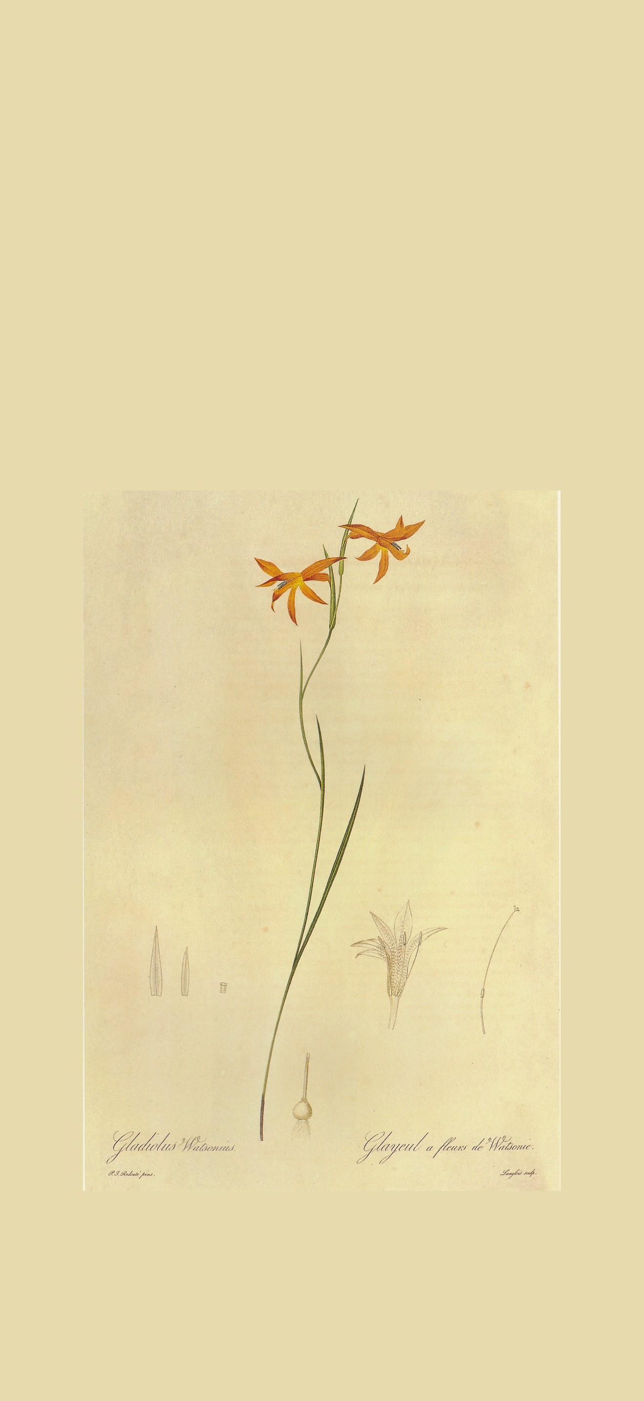 Homoglossum watsonium in Les liliacees
