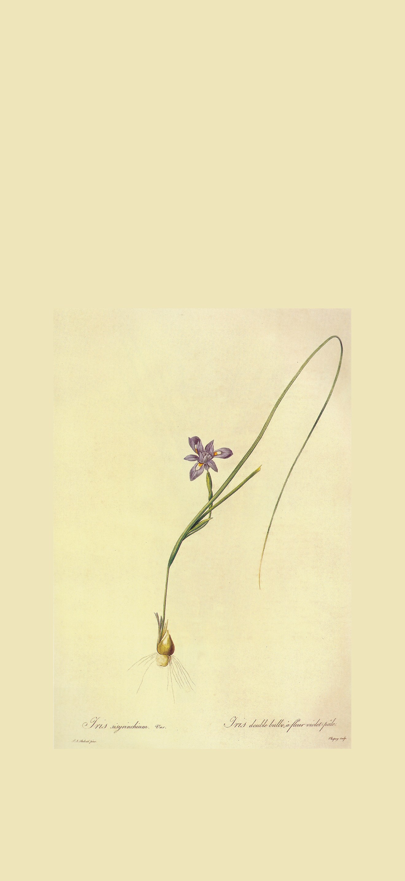 Gynandiris sisyrinchium var. in Les liliacees