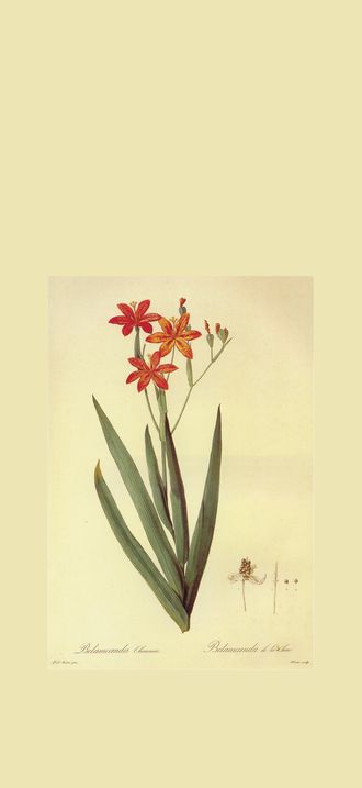 Belamcanda chinensis in Les liliacees