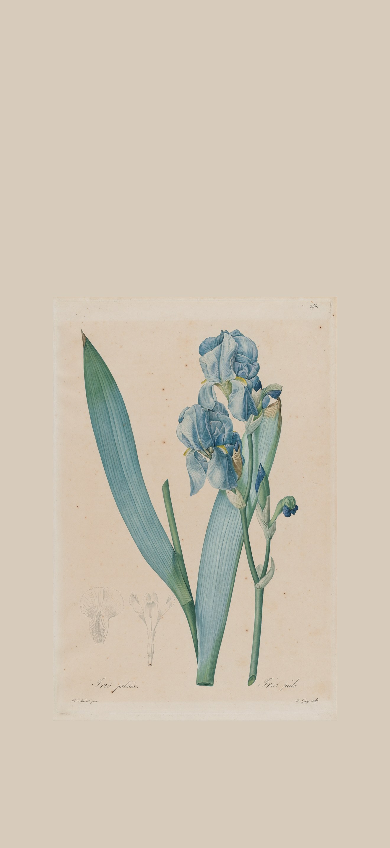 De Gouy, after Pierre- Joseph Redouté - Dalmatian Iris (Iris pallida), plate 366, vol. 7 o