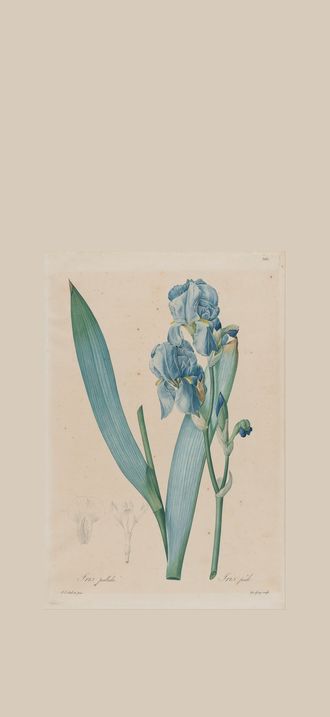 De Gouy, after Pierre- Joseph Redouté - Dalmatian Iris (Iris pallida), plate 366, vol. 7 o