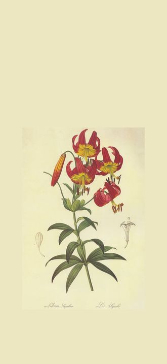 Lilium superbum (Lithographie, Pierre-Joseph Redoute)