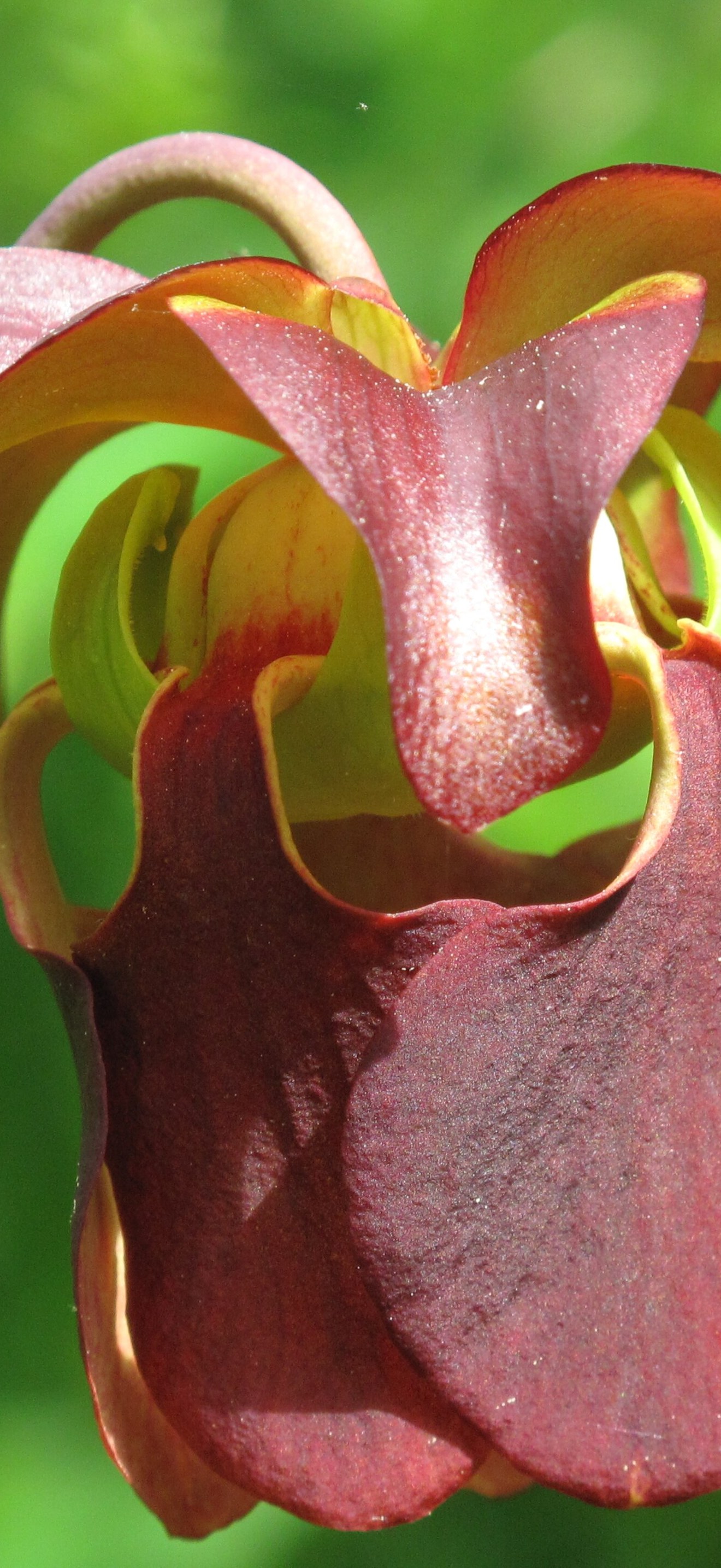 Mountain sweet pitcher plant flower