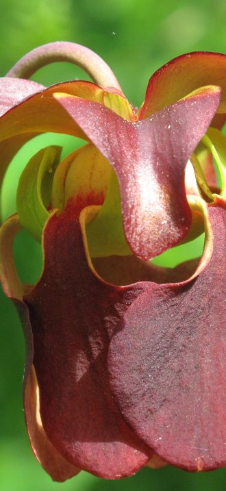 Mountain sweet pitcher plant flower