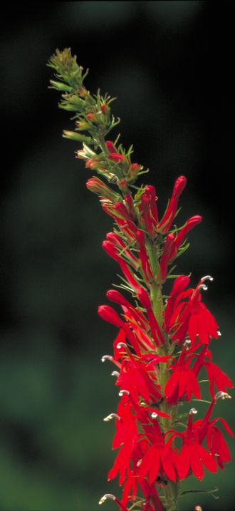 Cardinal flower (Lobelia cardinalis)