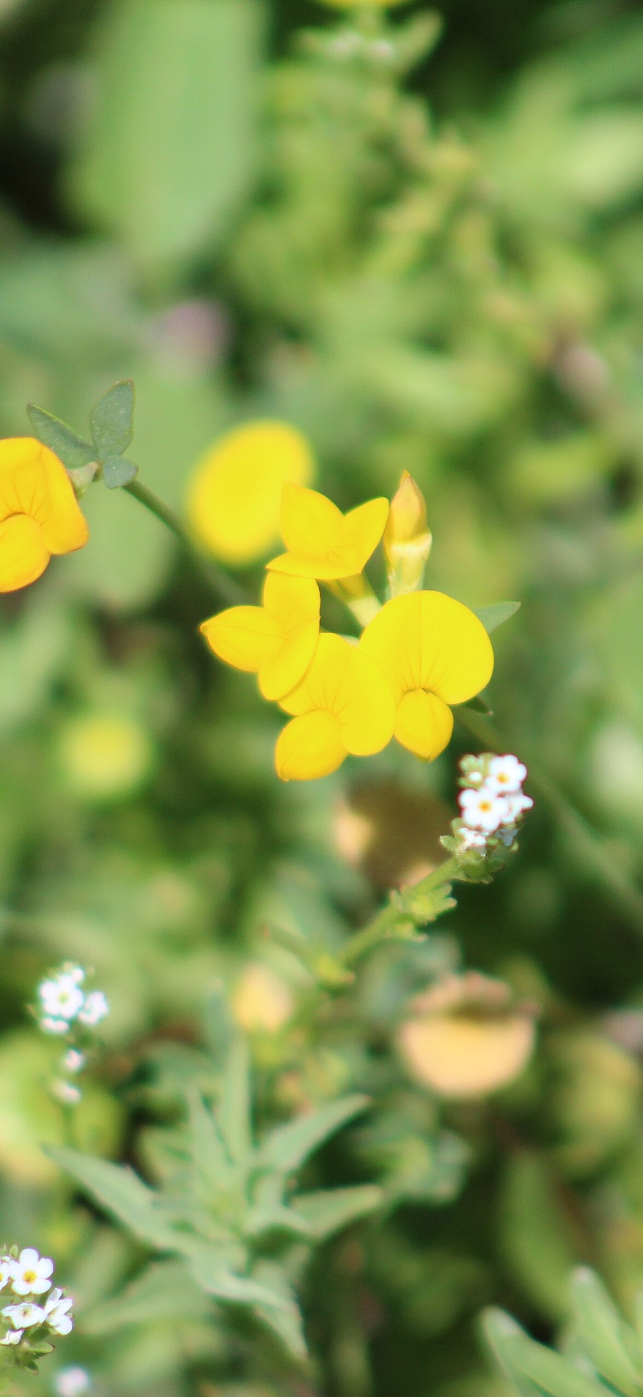 Triphysaria eriantha