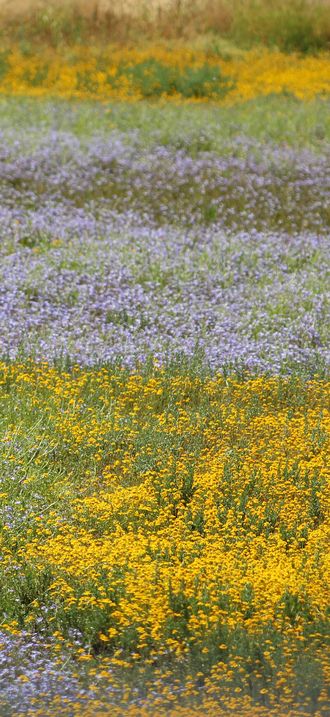 Downingia species and Triphysaria eriantha