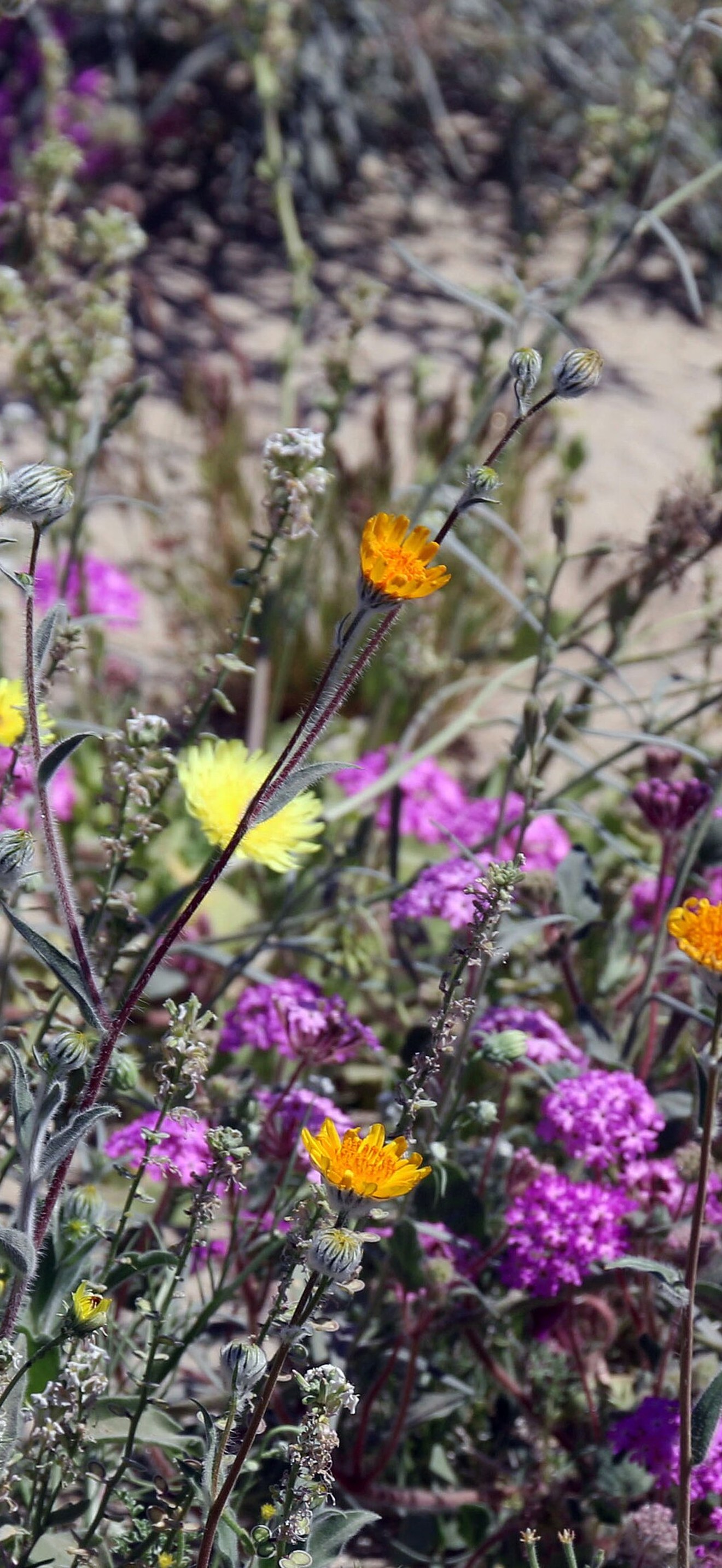 Wildflowers in the desert