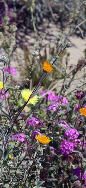 Wildflowers in the desert