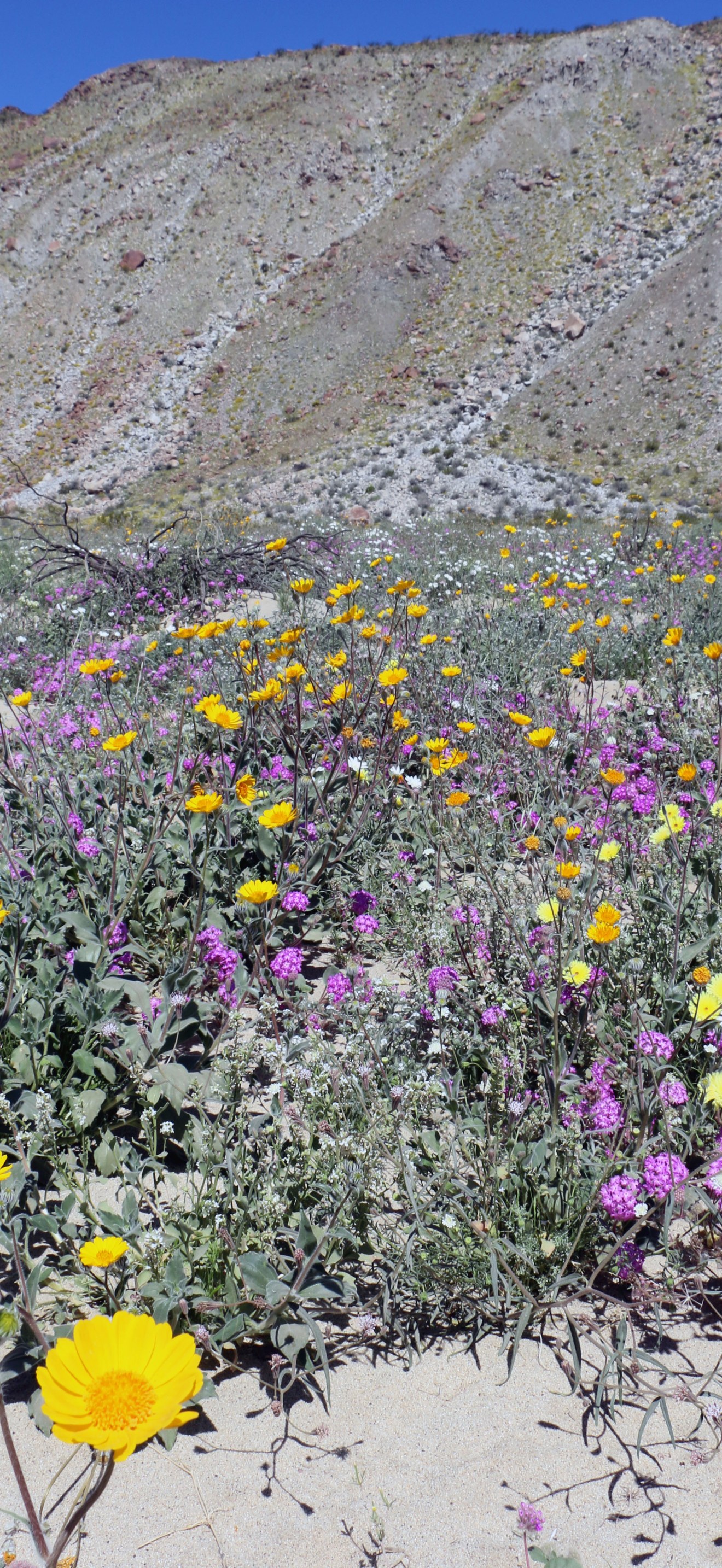Wildflowers at Anza Borrego Desert State Park