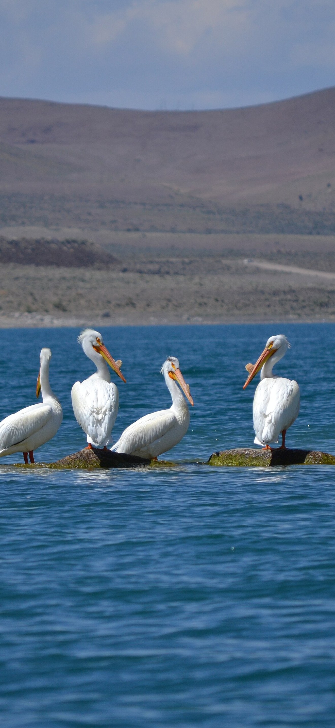 American white pelicans at Anaho Island NWR