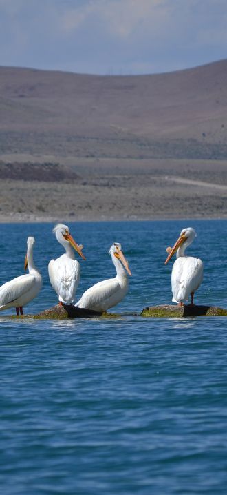 American white pelicans at Anaho Island NWR
