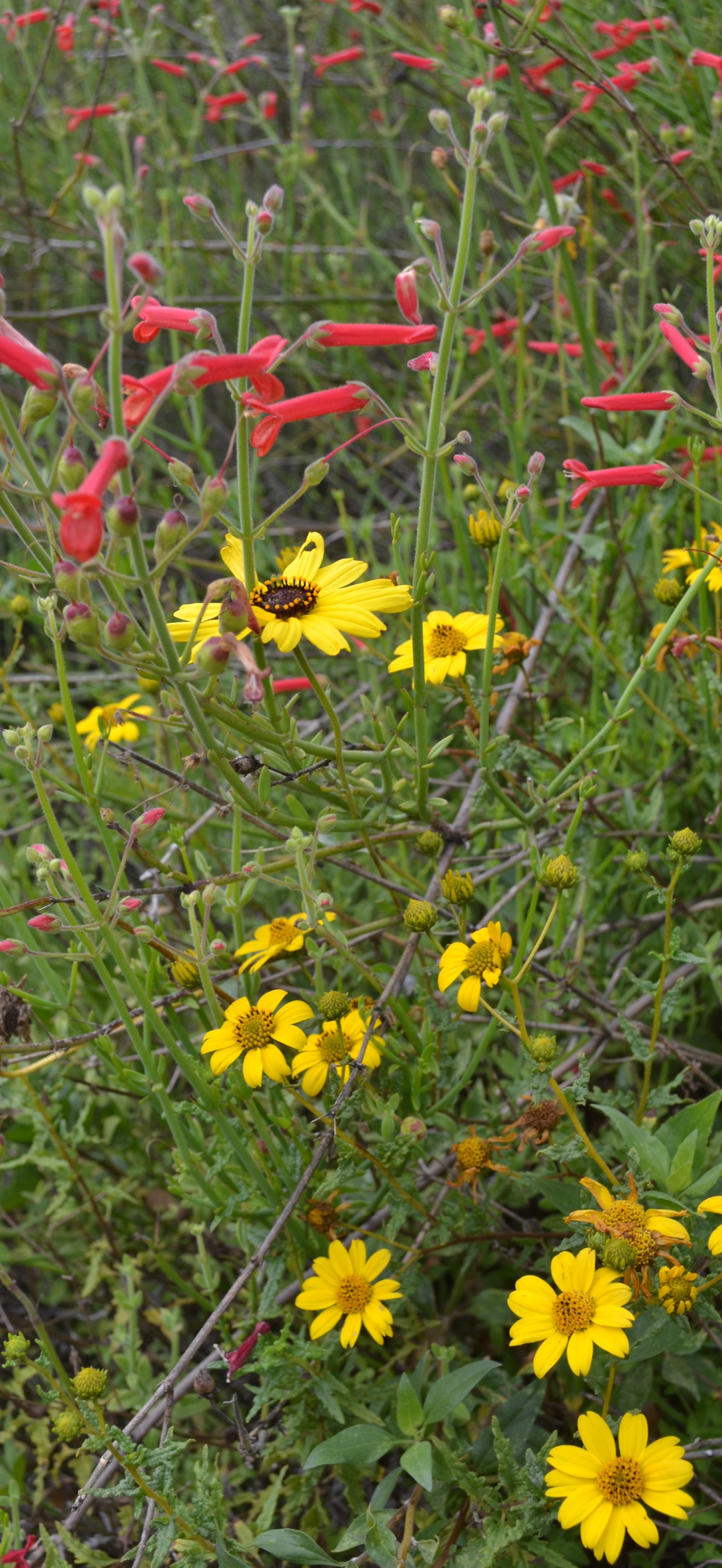 Mixed wildflowers