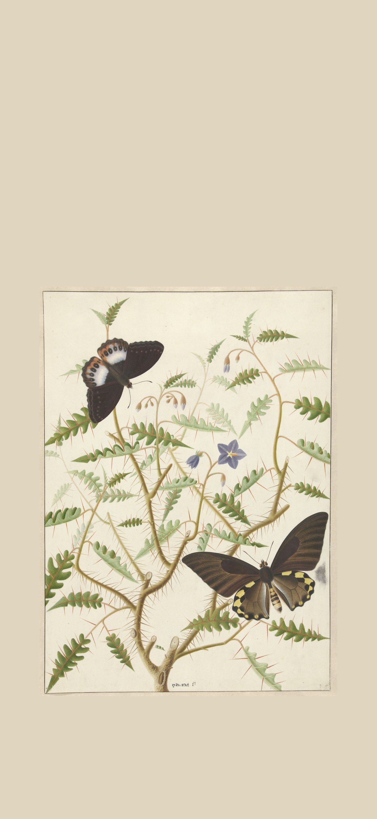 Een bloesemende struik met twee uitheemse vlinders, RP-T-1957-343.jpg, RP-T-1957-343