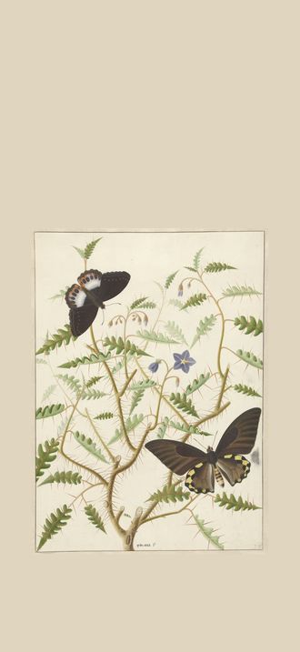 Een bloesemende struik met twee uitheemse vlinders, RP-T-1957-343.jpg, RP-T-1957-343