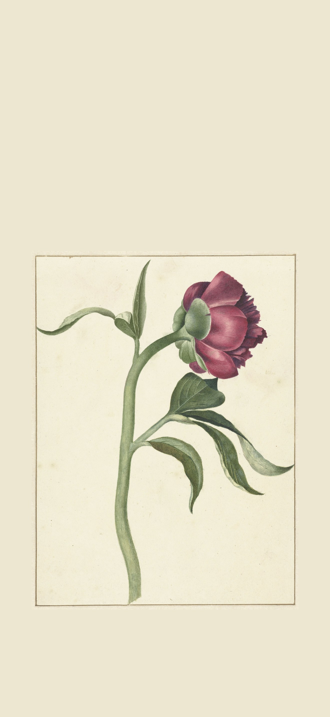 Bloem van de pioenroos, RP-T-1954-261
