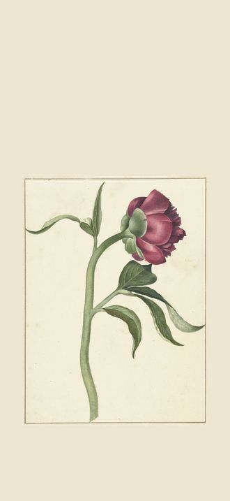 Bloem van de pioenroos, RP-T-1954-261
