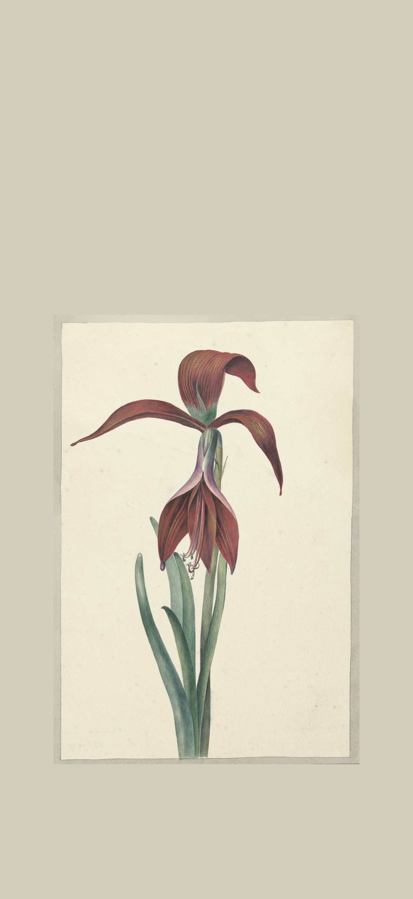 Amaryllis Formosissima, RP-T-1954-260