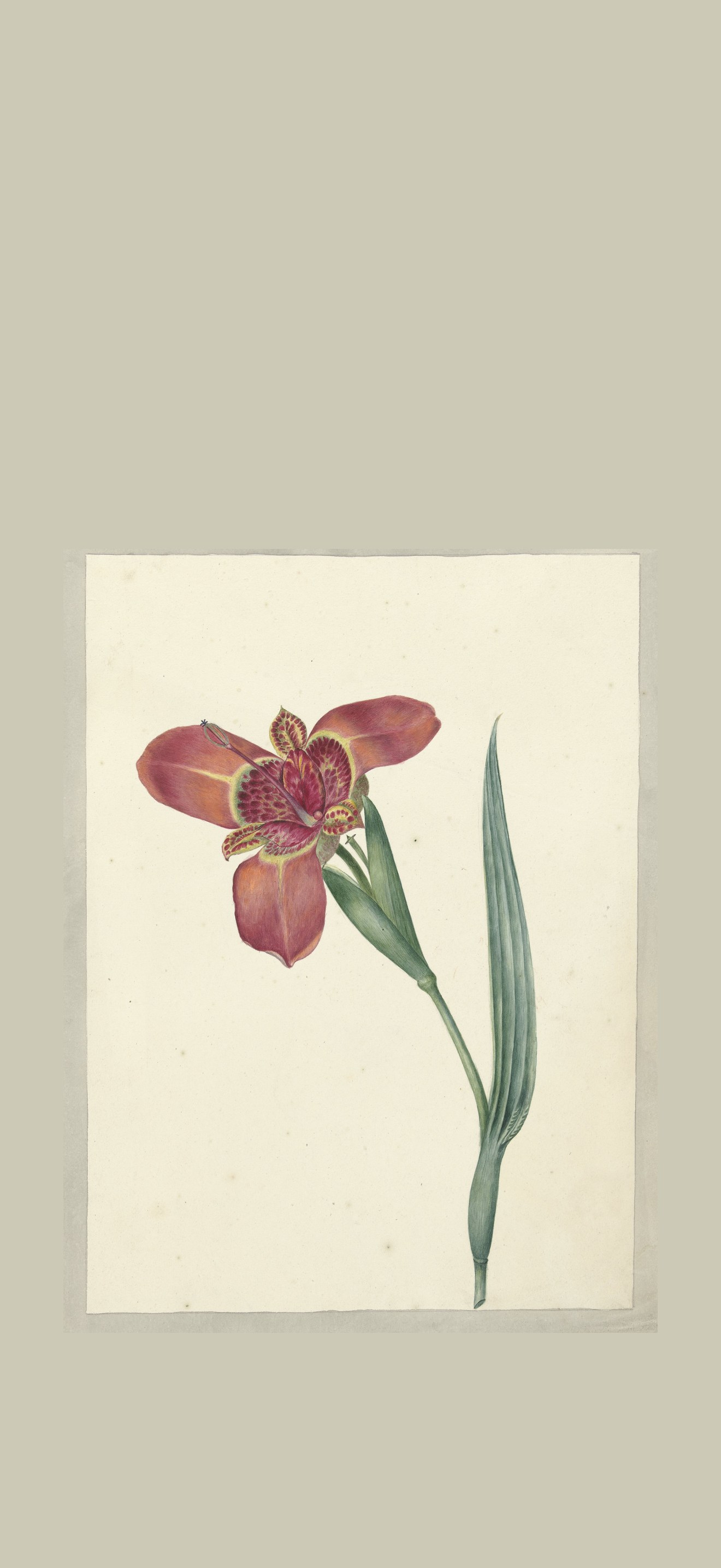 Bloem met de naam Ferraria Tigrina, RP-T-1954-259