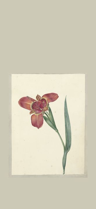 Bloem met de naam Ferraria Tigrina, RP-T-1954-259