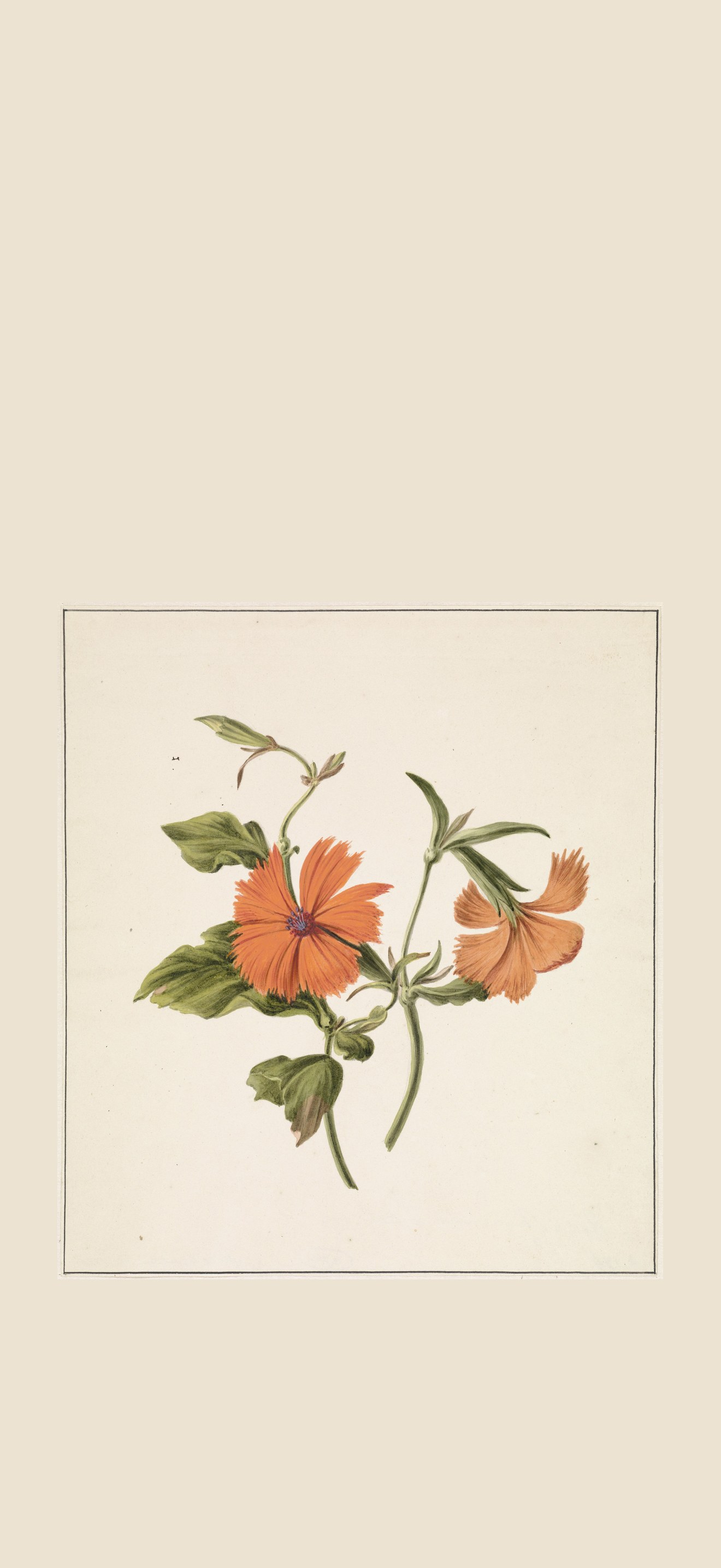Gele Chinese roos (Rosa Chinensis Lutea), RP-T-1882-A-174