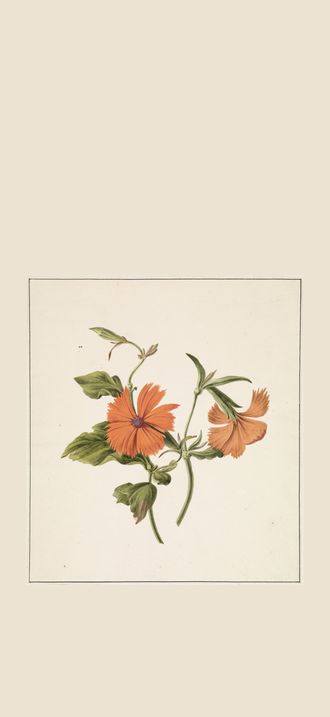 Gele Chinese roos (Rosa Chinensis Lutea), RP-T-1882-A-174