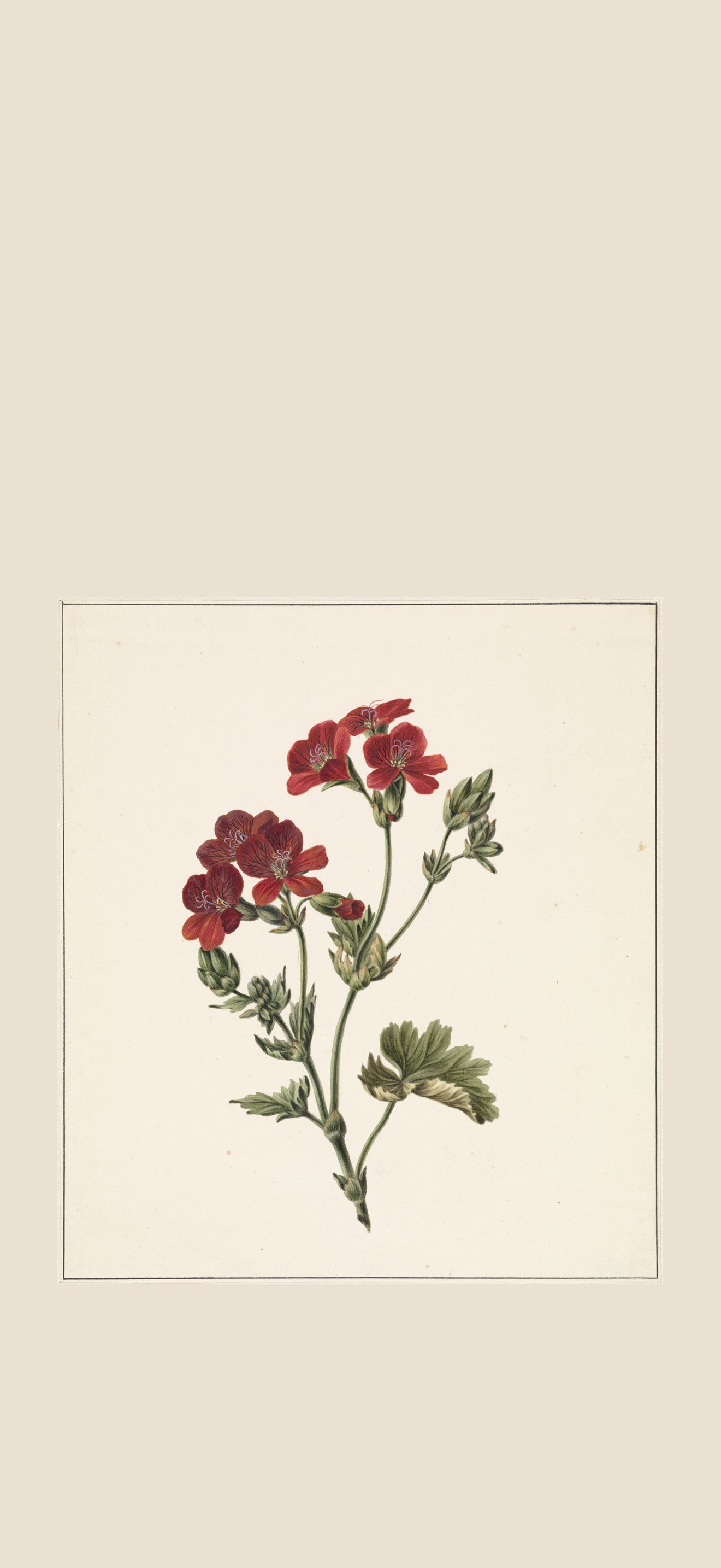 Rode bloem, RP-T-1882-A-173