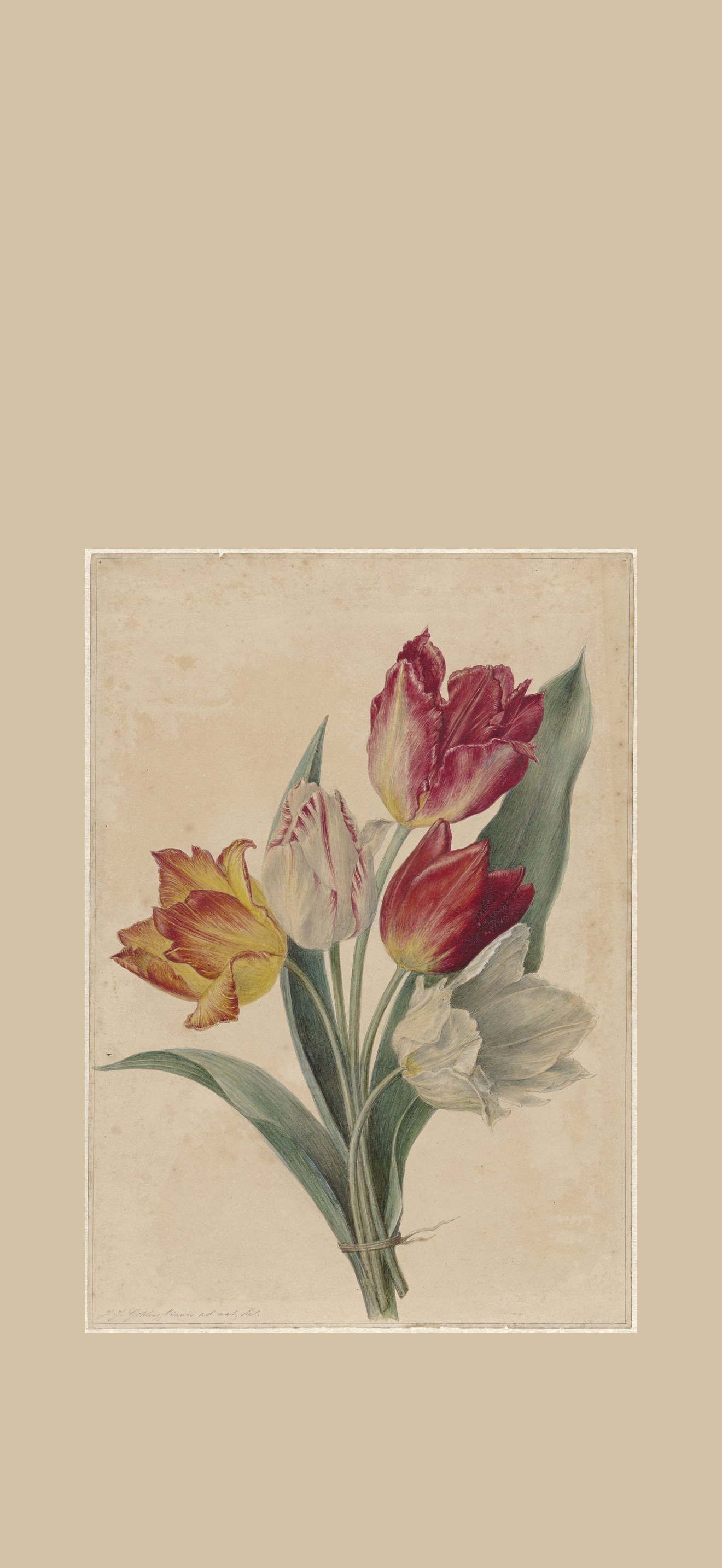 Bos tulpen, RP-T-1948-70