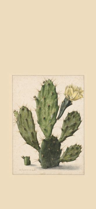 Bloeiende vijgcactus, RP-T-1902-A-4578