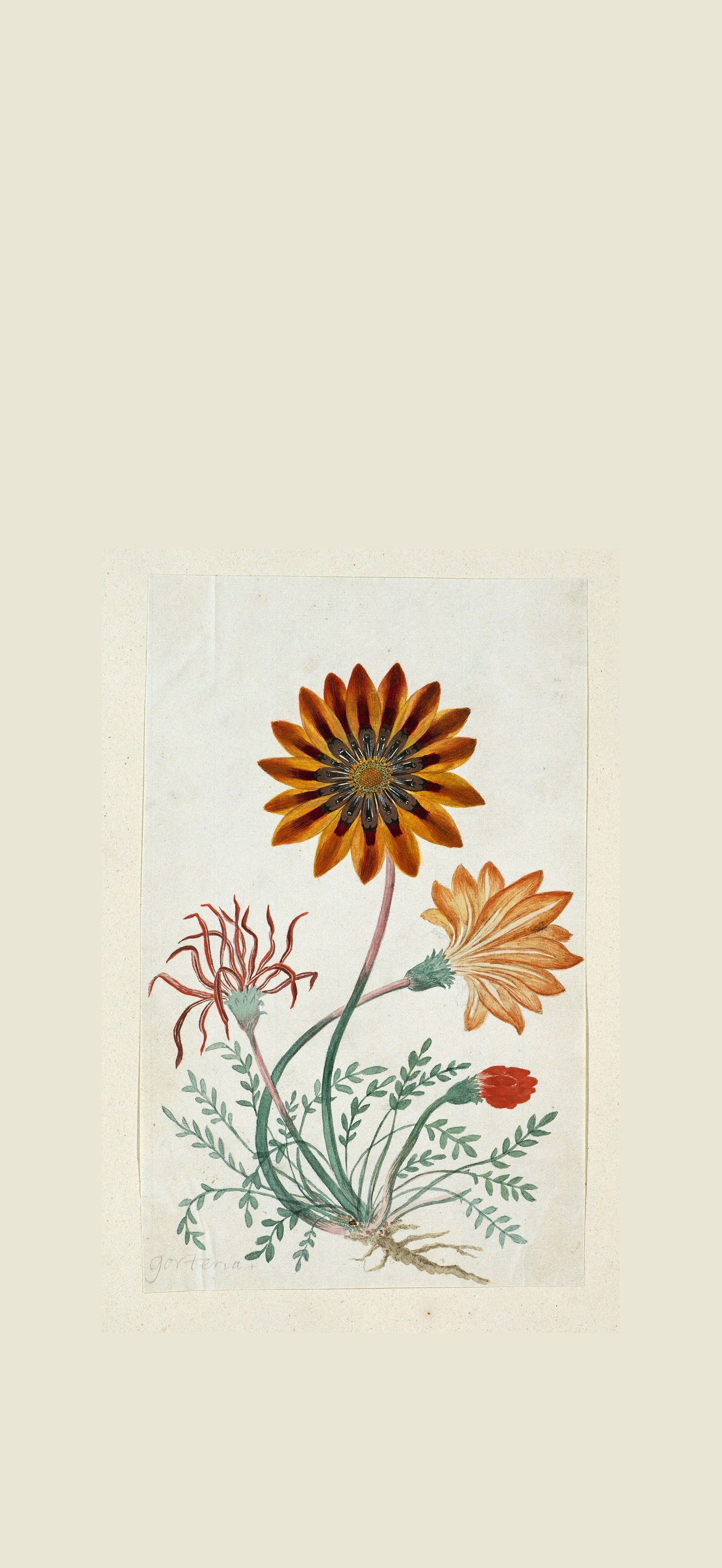 Gorteria diffusa gorteria (titel op object), RP-T-1914-18-17