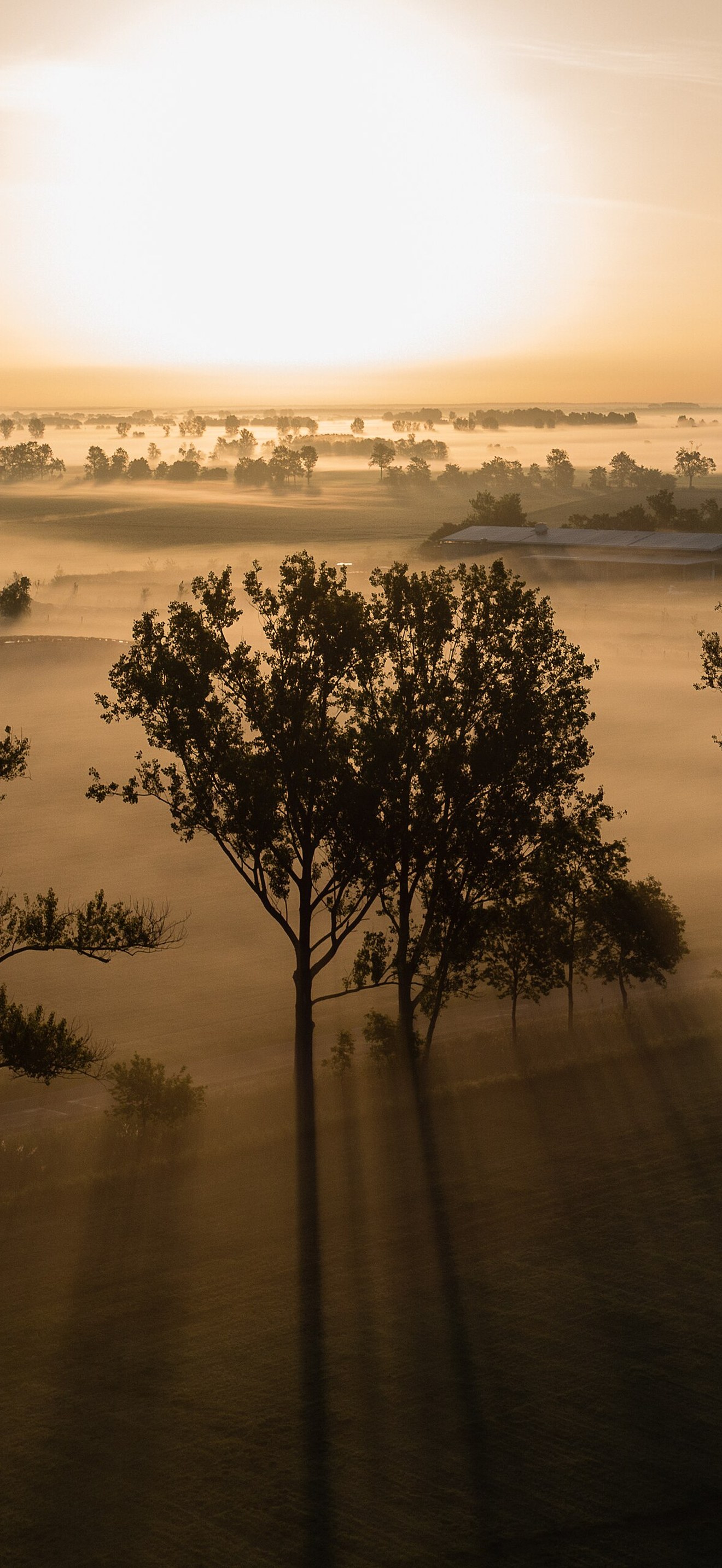 Foggy sunrise in High Fläming Nature Park2
