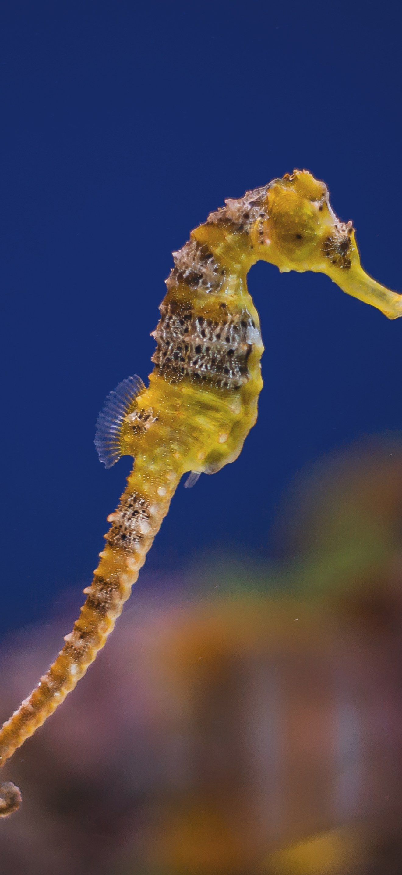 Hippocampus reidi, Akwarium Gdyńskie