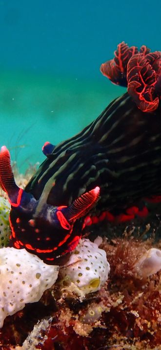 Nudibranch mollusk Nembrotha Kubaryana on corals