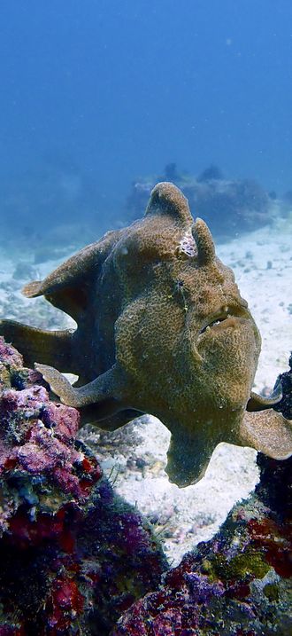 Frog fish sits on a coral reef. South China Sea. Philippines