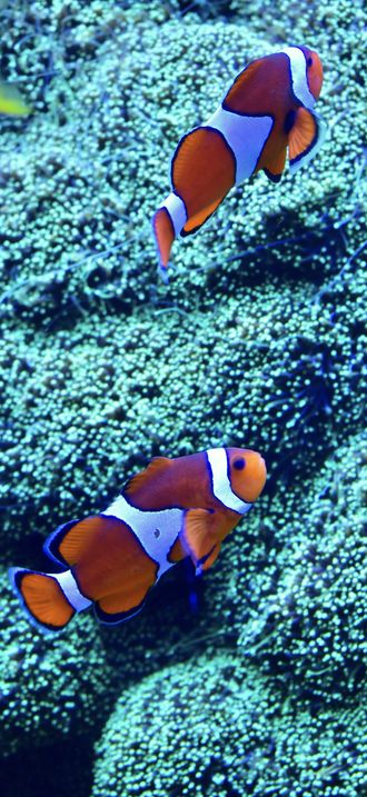 Pair of Clownfish