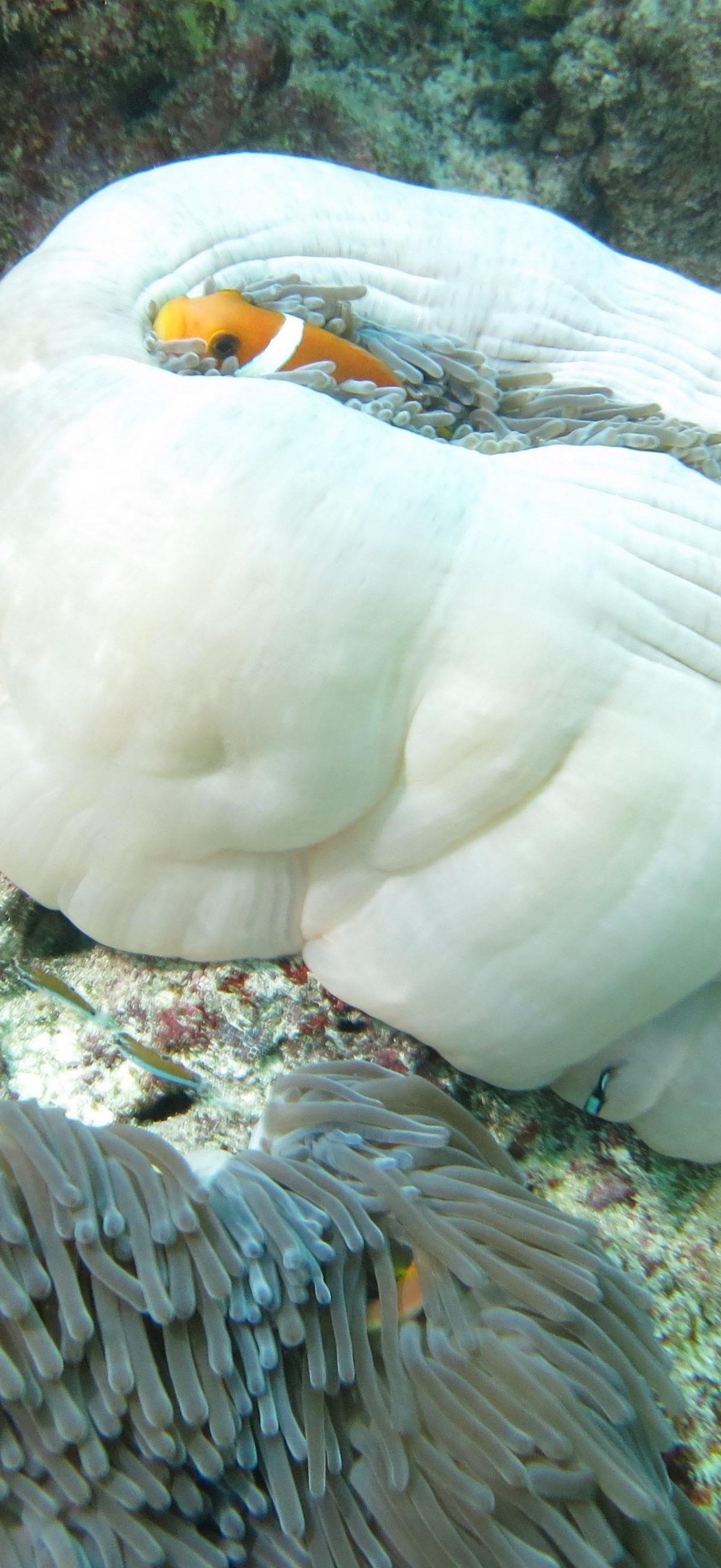 Anémone baignoire (Actiniaria) et son poisson-clown (Amphiprion chrysopterus) (Ifremer