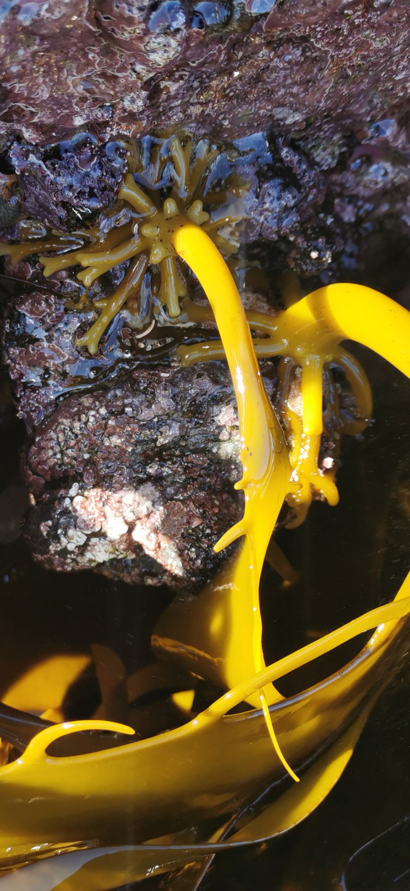 Laminaria (kelp)